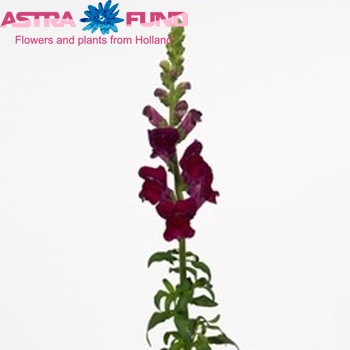Antirrhinum majus 'Opus Red' φωτογραφία