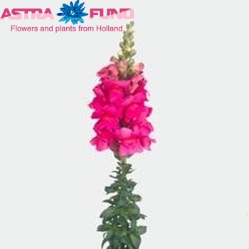 Antirrhinum majus 'Opus Rose' φωτογραφία