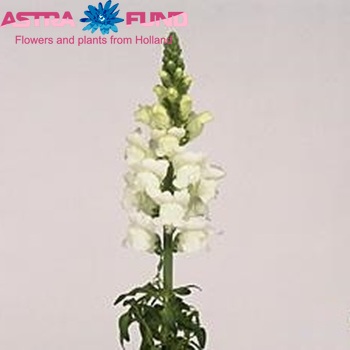 Antirrhinum majus 'Opus White' φωτογραφία