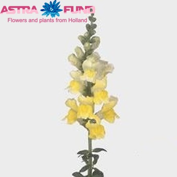 Antirrhinum majus 'Opus Yellow' φωτογραφία