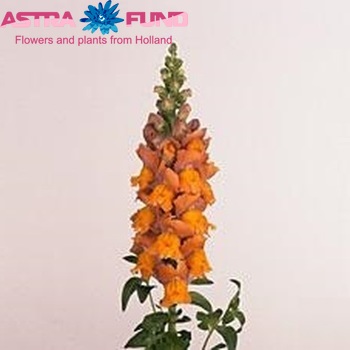 Antirrhinum majus 'Overture Light Bronze' foto