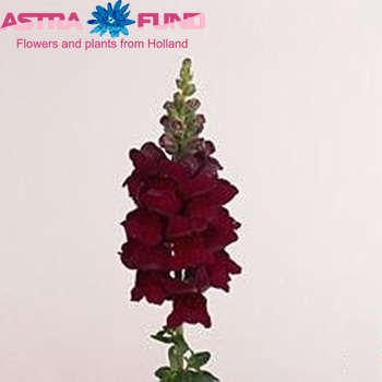 Antirrhinum majus 'Overture Magenta' foto