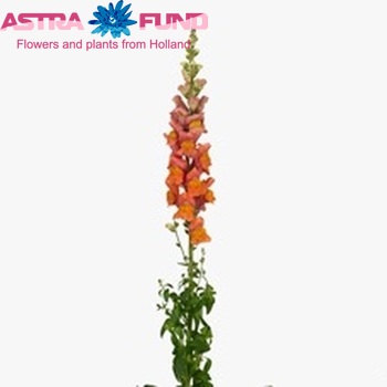 Antirrhinum majus 'Overture Orange' foto