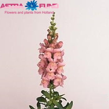 Antirrhinum majus 'Overture Pink' foto