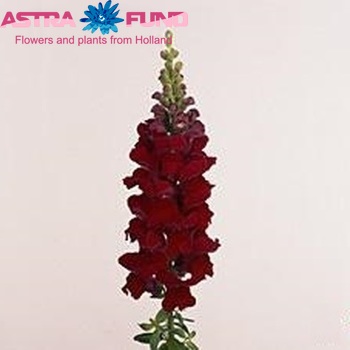 Antirrhinum majus 'Overture Red' foto