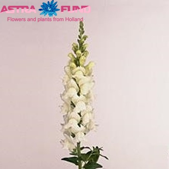 Antirrhinum majus 'Overture White' foto