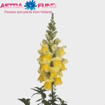 Antirrhinum majus 'Overture Yellow' foto