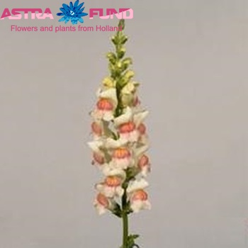 Antirrhinum majus 'Potomac Appleblossom' foto