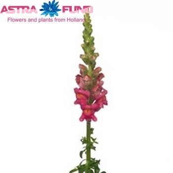 Antirrhinum majus 'Potomac Cherry Rose' foto