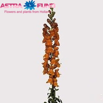 Antirrhinum majus 'Potomac Dark Orange' foto