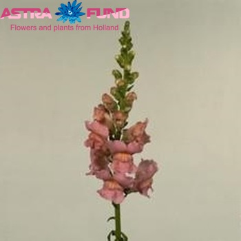 Antirrhinum majus 'Potomac Early Pink' foto