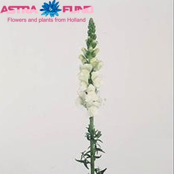 Antirrhinum majus 'Potomac Early White' foto
