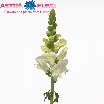 Antirrhinum majus 'Potomac Ivory White' foto