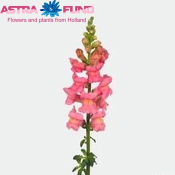 Antirrhinum majus 'Potomac Pink' foto