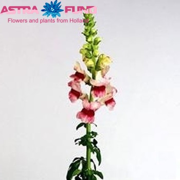 Antirrhinum majus 'Potomac Plumblossom' foto