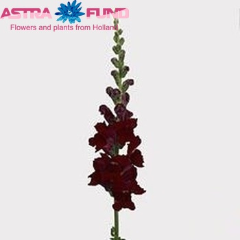 Antirrhinum majus 'Potomac Red' foto