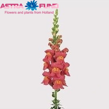 Antirrhinum majus 'Potomac Rose' foto