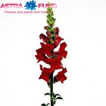 Antirrhinum majus 'Potomac Royal' foto