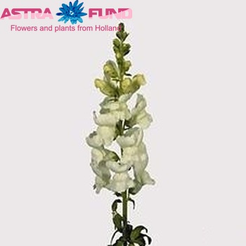 Antirrhinum majus 'Potomac White' foto