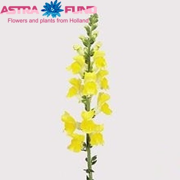 Antirrhinum majus 'Potomac Yellow' foto
