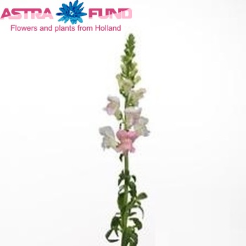 Antirrhinum majus 'Rimboud' foto