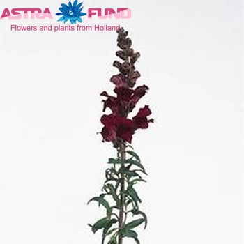 Antirrhinum majus 'Rocket Red' foto