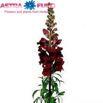 Antirrhinum majus 'Taptoe Karmijnrood' foto