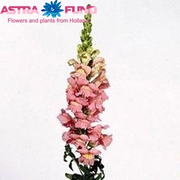Antirrhinum majus 'Winter Euro Rose' foto