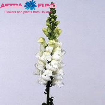 Antirrhinum majus 'Winter Euro White' foto