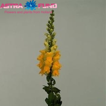 Antirrhinum majus 'Winter Euro Yellow' foto