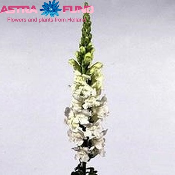 Antirrhinum majus 'Winter White' foto