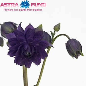 Aquilegia 'Blue Barlow' photo