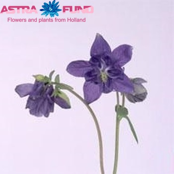 Aquilegia 'Blue Lady' photo
