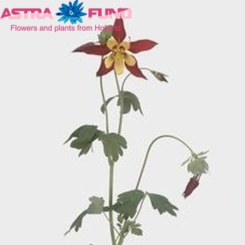 Aquilegia 'Marilene' photo