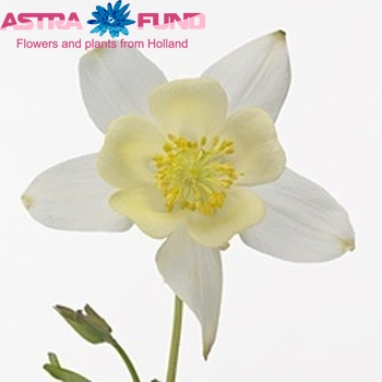 Aquilegia 'Wendy' photo