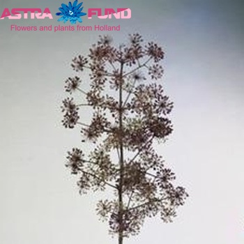 Aralia californica photo