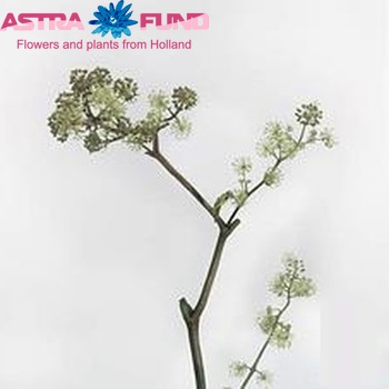 Aralia continentalis photo