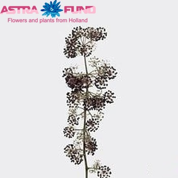Aralia cordata photo
