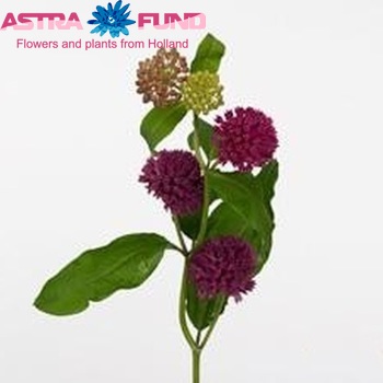 Asclepias 'Amalia' photo