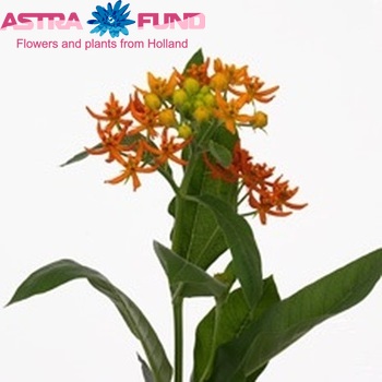 Asclepias 'Beatrix' photo