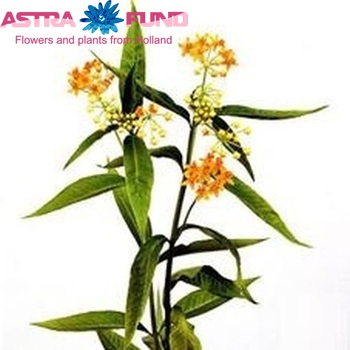 Asclepias curassavica 'Silky Gold' photo