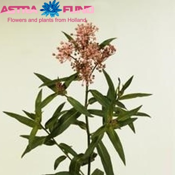 Asclepias incarnata 'Cinderella' photo