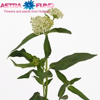 Asclepias incarnata 'Ice Ballet' photo