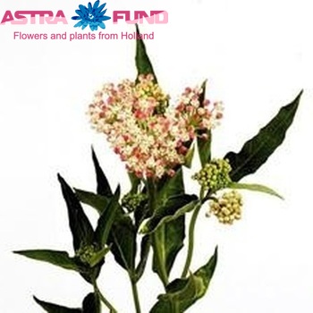 Asclepias incarnata 'Rosario' photo