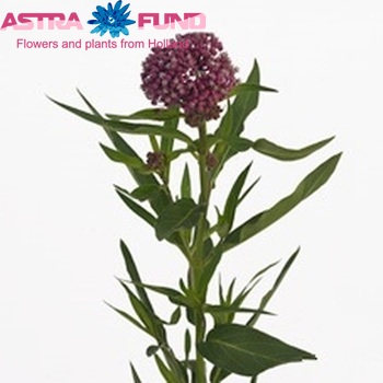 Asclepias incarnata 'Soulmate' photo
