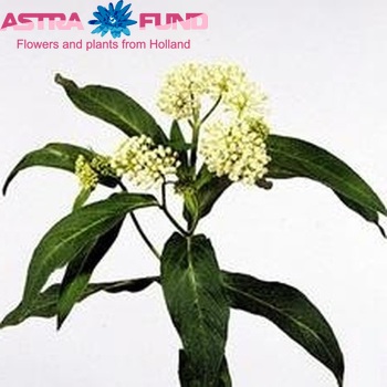 Asclepias incarnata 'White Superior' photo