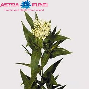 Asclepias 'Moby Dick' Foto