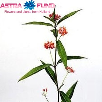 Asclepias 'Serenade' foto