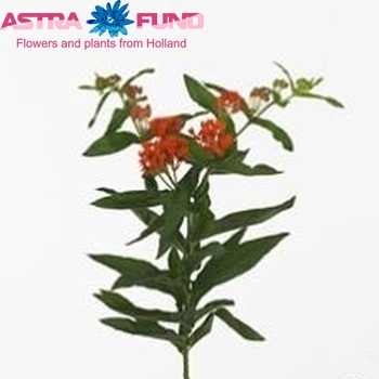 Asclepias tuberosa 'Alexia Sunset' фото