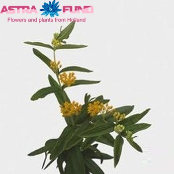 Asclepias tuberosa 'Gay Butterflies' foto